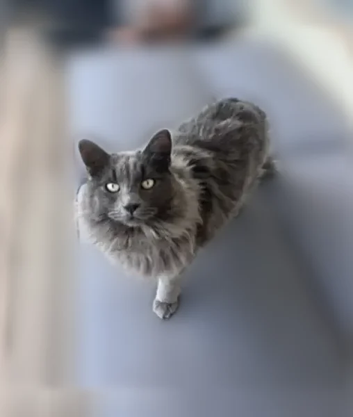 Lost cat, Ellis Avenue, 28380, Romoland, Los Angeles - male, partially shaved on the back and tail - photo