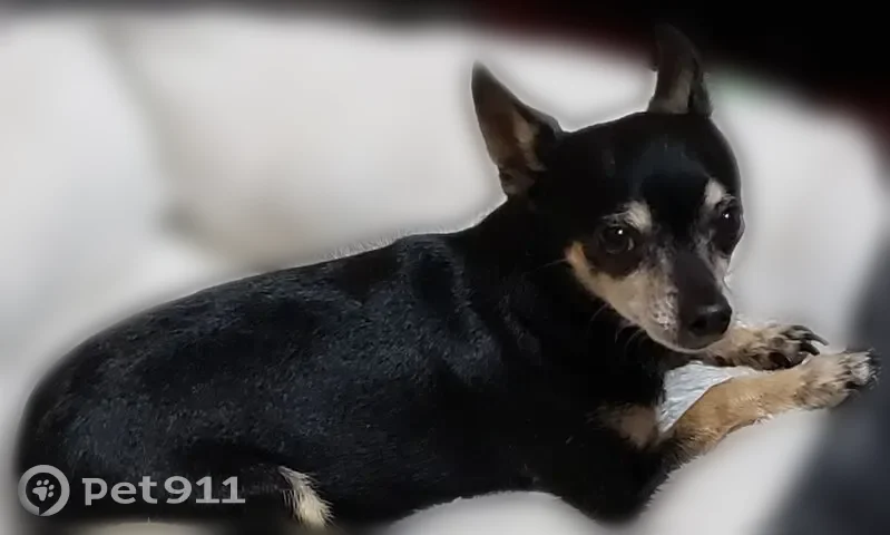Lost dog, San Antonio, Texas - female Chihuahua - photo