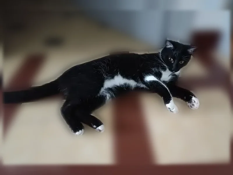 Perdu chat mâle, Rue Michel Laval Prolongée, 21, Saint-Étienne - sociable et joueur - photo