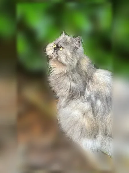 Chat perdu, femelle, Avenue de Lapeyrière, Saint-Jean, Paris — craintive, grise, 14 ans - photo