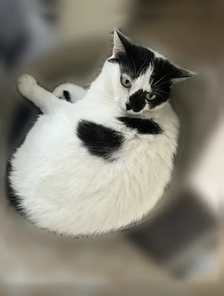 Chat perdu, Avenue Edouard André, 14, Boisseron - femelle - photo