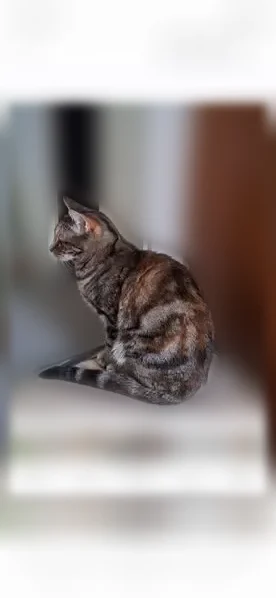 Chat perdu femelle, Avenue des Carrés, 17, Annecy - très craintive, nez bicolore - photo