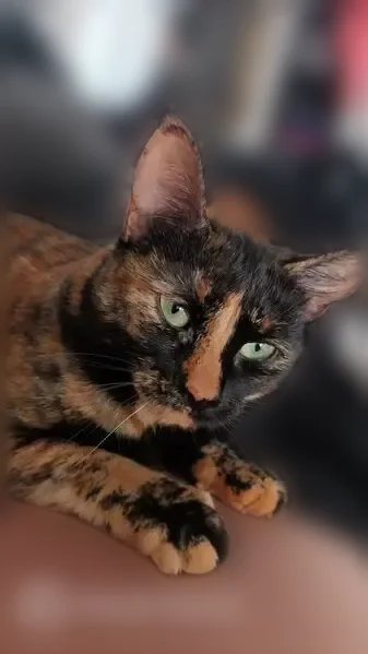 Chat perdu femelle, Rue de Paris, 122, Montreuil - peureuse - photo
