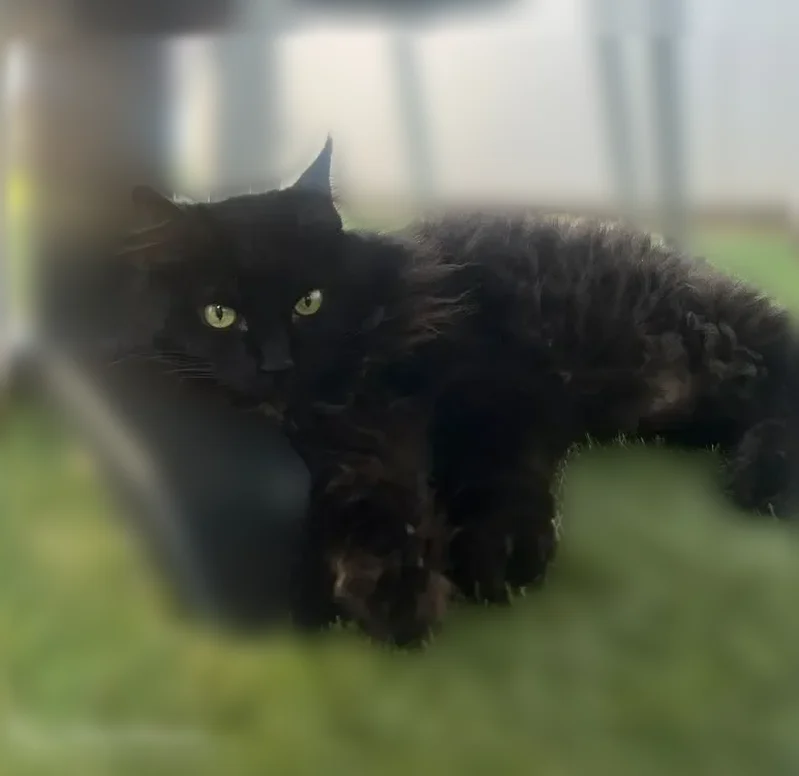 Perdu chat femelle, Rue Alexandre Fourny, Champigny-sur-Marne - noire et pucée - photo