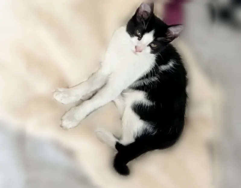 Chat perdu, Rue des Ajoux, 2, Courbevoie, Paris - femelle stérilisée - photo