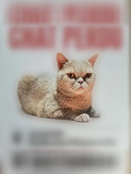 Chat perdu, Rue Georges Guynemer, 638, Douai - femelle, très douce - photo