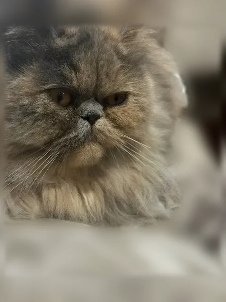 Perdu chat femelle, Rue Roger Salengro, 15, Rosny-sur-Seine, Paris - photo