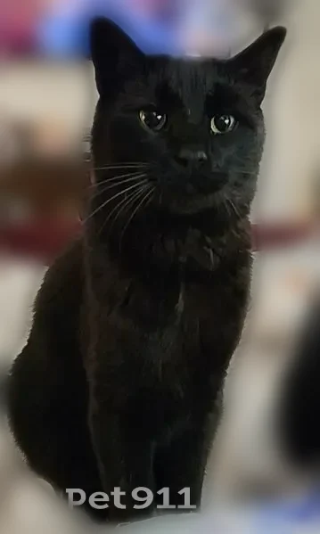 Lost cat, Milla Court, 1503, Euless - black, vocal, skittish - photo