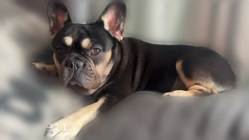 Lost dog, South Maple Avenue, 2336, Fresno - male Frenchie, black and tan with tan eyebrows - photo