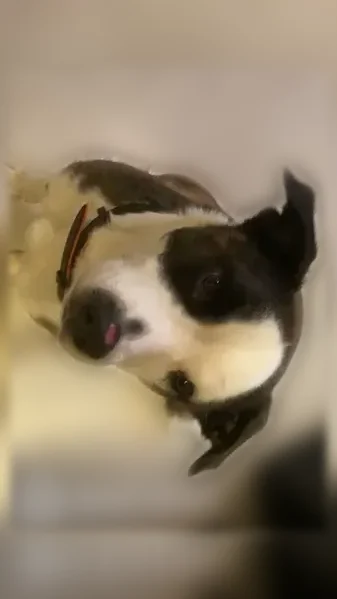 Lost dog, Turkey Track Road, 4485, Martinsville - male, curly tail - photo