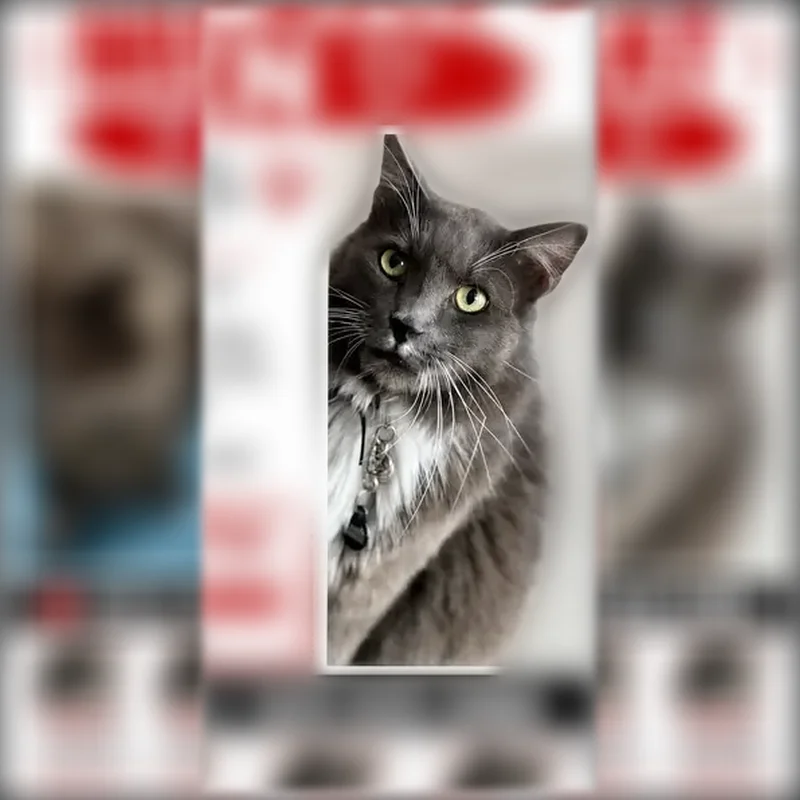 Lost cat, Vía Salida, 1673, Palm Springs — male, neon yellow eyes - photo