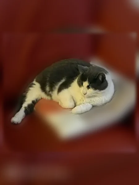 Chat perdu, Rue Sadi Carnot, 55, Noyelles-sous-Lens - femelle - photo