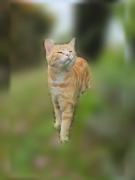 Chat perdu mâle, Chemin de Bel-Air, Pechbonnieu - roux jaune, yeux jaunes - photo