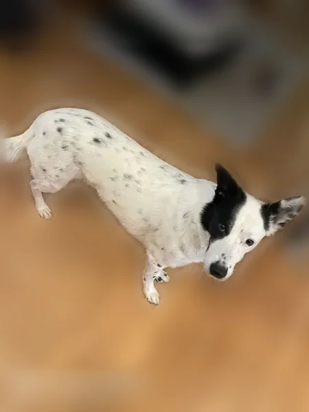 Lost dog, Frey Road, 7083, Shepherd - black and white, one floppy ear - photo
