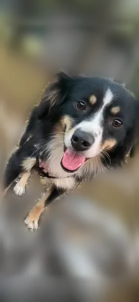Lost dog, Blue Ridge, Georgia, Morganton - female mini Aussie - photo