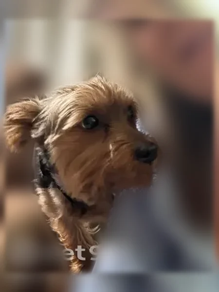 Lost dog, Eaton Rapids Road, 7581, Springport - male Yorkie, black collar with orange trim - photo