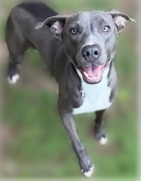 Lost dog, Ridgewood Drive, 601, Daphne, Spanish Fort - female, grey Bully mix, no collar - photo