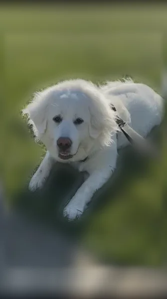 Lost dog, Little River Turnpike, 36138, Middleburg, Atlanta - big white fluffy Great Pyrenees - photo