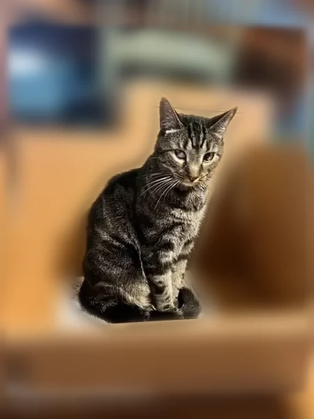 Lost cat, Franklin Street, 437, Bloomfield — male tabby, answers to name - photo