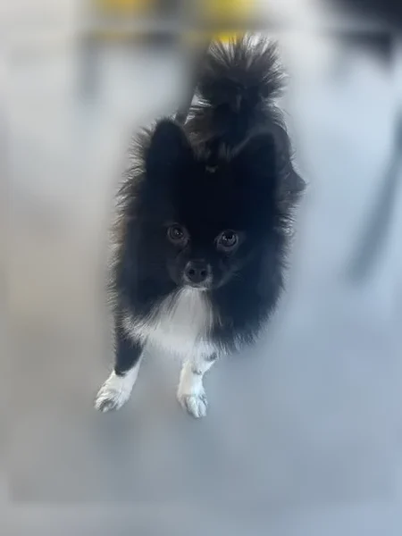 Lost dog, Powell Avenue, 4133, Whitney, Las Vegas - female, all black with white legs and chest - photo