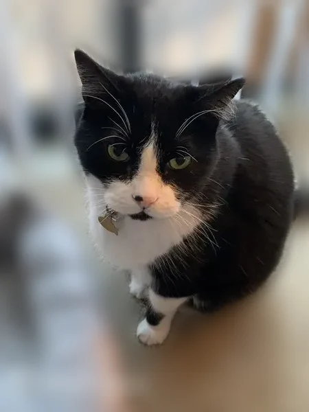 Lost cat, North 19th Avenue, 14230, Phoenix - black and white tuxedo, green eyes - photo