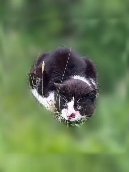 Found cat, Bartlett Road, Middletown, Providence - black and white with face injury - photo
