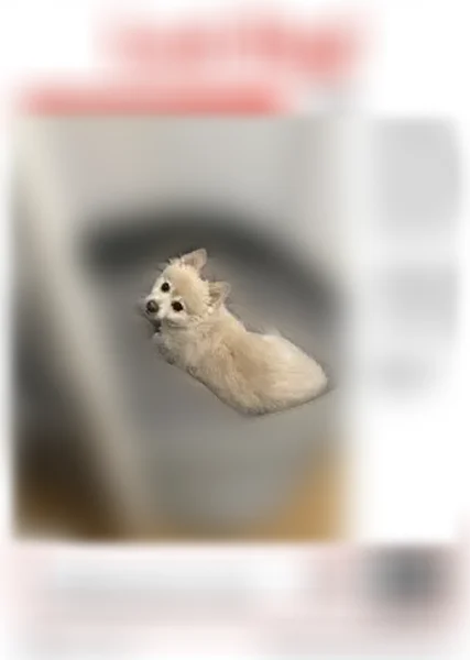 Lost dog, Paradise, Nevada, Hidden Hills - neutered male, cream-colored Pomeranian - photo