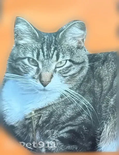 Lost cat, Werk Road, 5397, Bridgetown, Cincinnati — female, yellow collar - photo