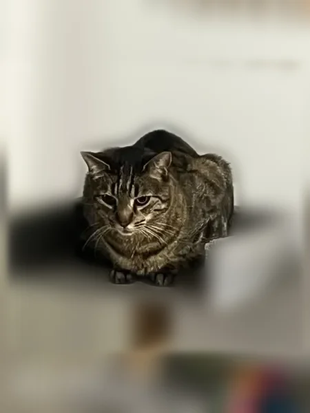 Chat perdu, mâle, Rue Montesquieu, 6, Feurs - photo