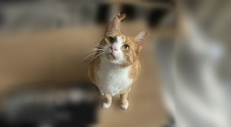 Chat perdu mâle, Rue du 4ème Spahis Marocains, 26, Rouffach - roux et blanc - photo