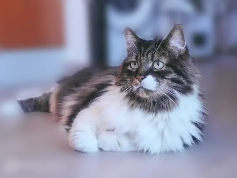 Chat perdu mâle, Viarmes, Île-de-France, Rennes — craintif, type maine coon - photo