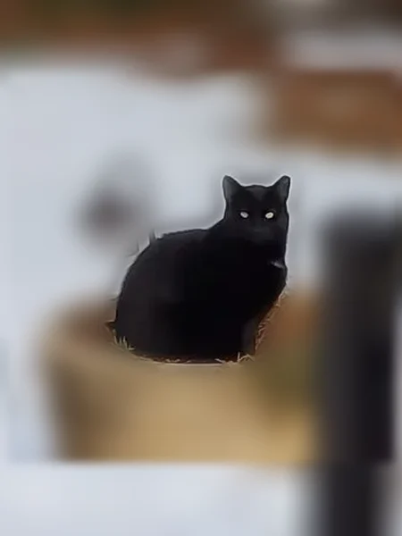 Lost cat male, Fairfield Street, 1736, Toms River, South Toms River — very yellow eyes - photo