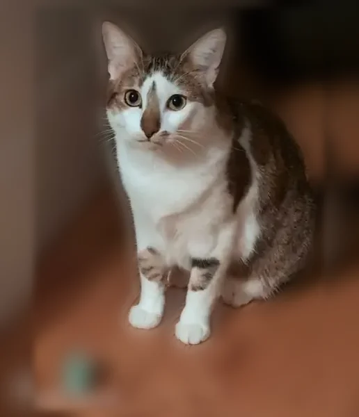 Chat perdu, Rue Audubert, Bordeaux - femelle, sociable, tache sur le nez - photo