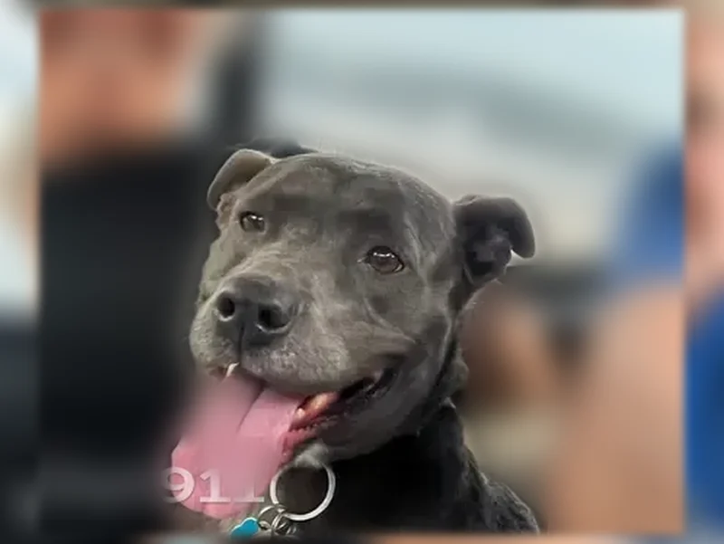 Lost dog, Northeast Cambridge Drive, 801, Lee's Summit — name Becca - photo