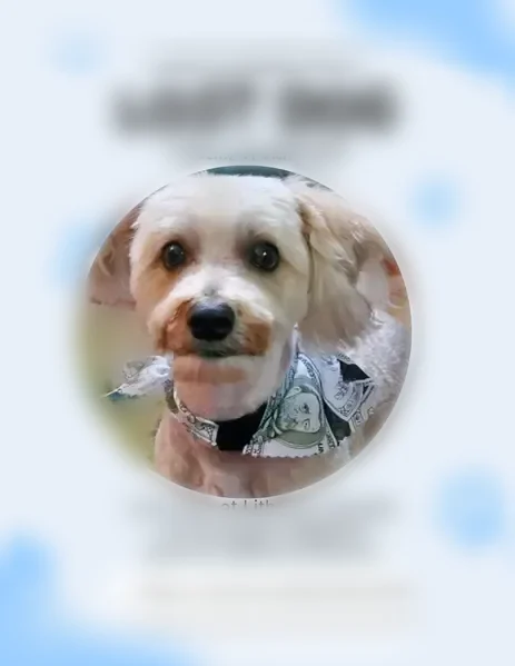 Lost dog, Lithonia, Georgia, Atlanta - blind in one eye - photo