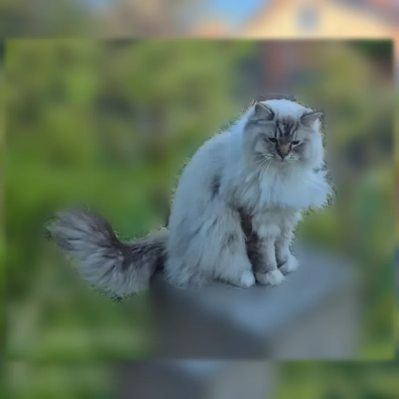 Chat perdu mâle, Rue Villebois Mareuil, Eaubonne - Ragdoll blanc aux extrémités foncées - photo