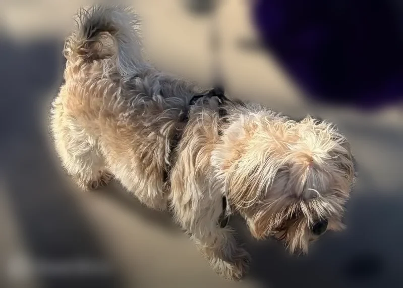 Lost dog, North Westmoreland Road, 403, Dallas - female, light brown, chipped - photo