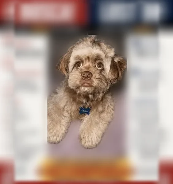 Lost dog, Croquet Lane, 14441, Houston - male - photo