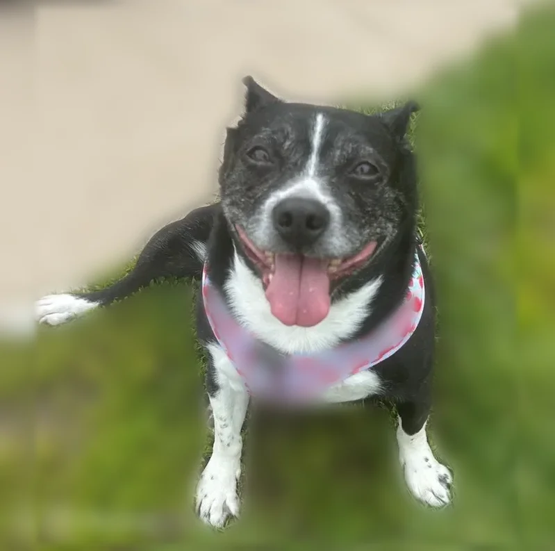 Lost dog, Ridge Road, 21225, Keosauqua, Omaha — female Boston terrier/American bulldog mix - photo