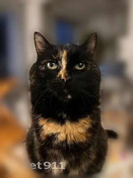 Chat perdu, Chemin de la Petite Côté, 37, Sarzeau, Paris - chatte craintive écaille de tortue - photo
