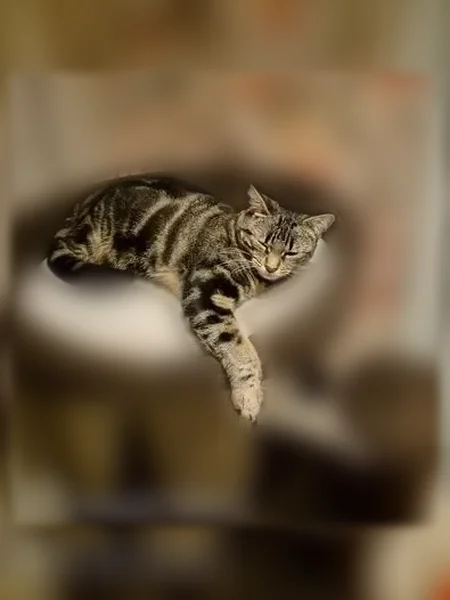 Chat perdu femelle, Sentier des Écoles, 1B, Steenbecque - petite taille, tigrée noir et beige - photo
