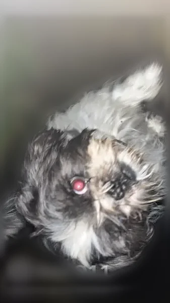 Chien perdu mâle, Rue d'Erceville, 14, Nemours - Shi Tzu noir et blanc - photo