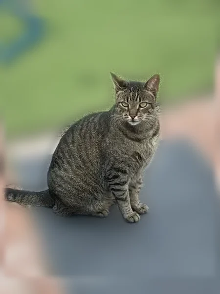 Lost cat, San Julian Place, Santa Barbara, Daly City - large, heavy, very friendly - photo