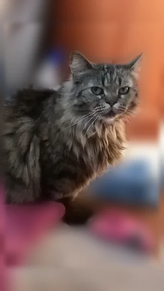 Lost cat, Daycotah Avenue, 339, Hagerstown - female, star-pattern collar - photo