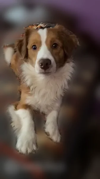 Lost dog, North 11th Street, Breese, Swansea - male, gold and white, skittish - photo
