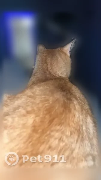 Lost cat, Harry Lane, 313, Hamilton Township, Stroudsburg - female, orange fur, chipped ear - photo