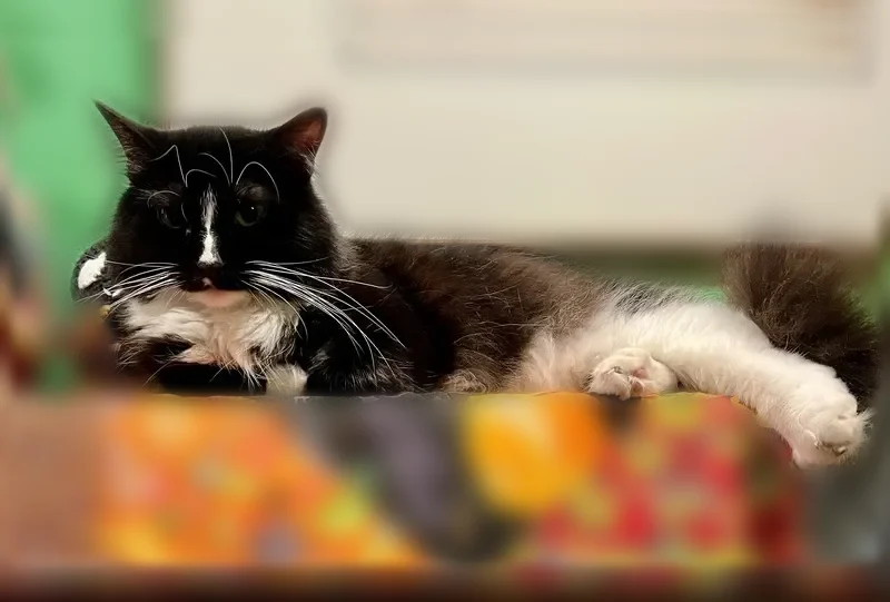 Lost cat, Twin Oak Court, 1336, Fort Collins - female, sweet disposition - photo