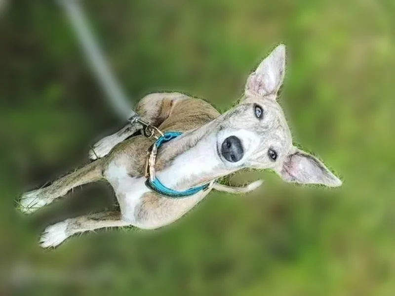 Chien perdu, D79, 10, Le Boupère - femelle - photo