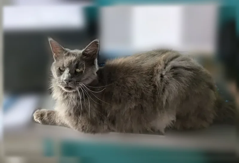 Chat perdu, Route de l'Etang, 4, Vayres - femelle très peureuse - photo