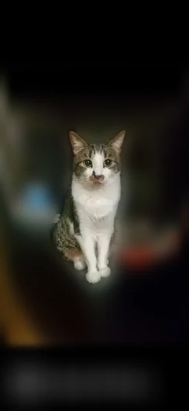 Chat perdu, Rue de la Chapelle, 170, Vernaison - femelle craintive - photo